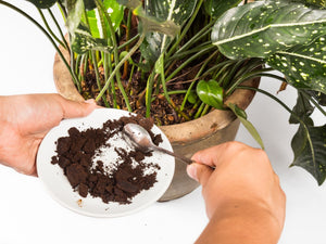 Using Coffee Grounds for Your Plants