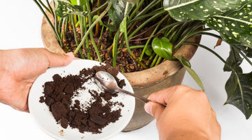 Using Coffee Grounds for Your Plants